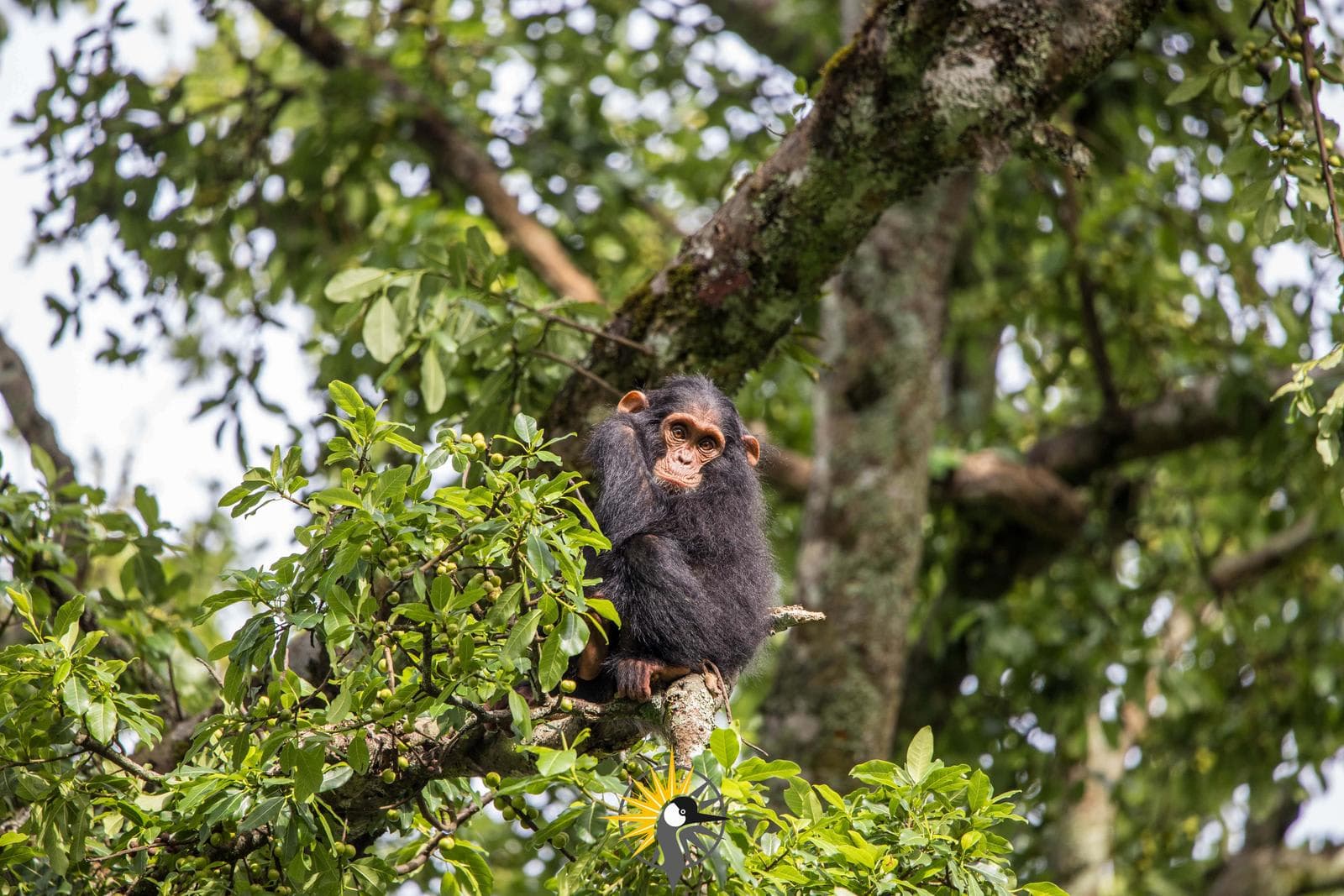 A chimpanzee in a tree