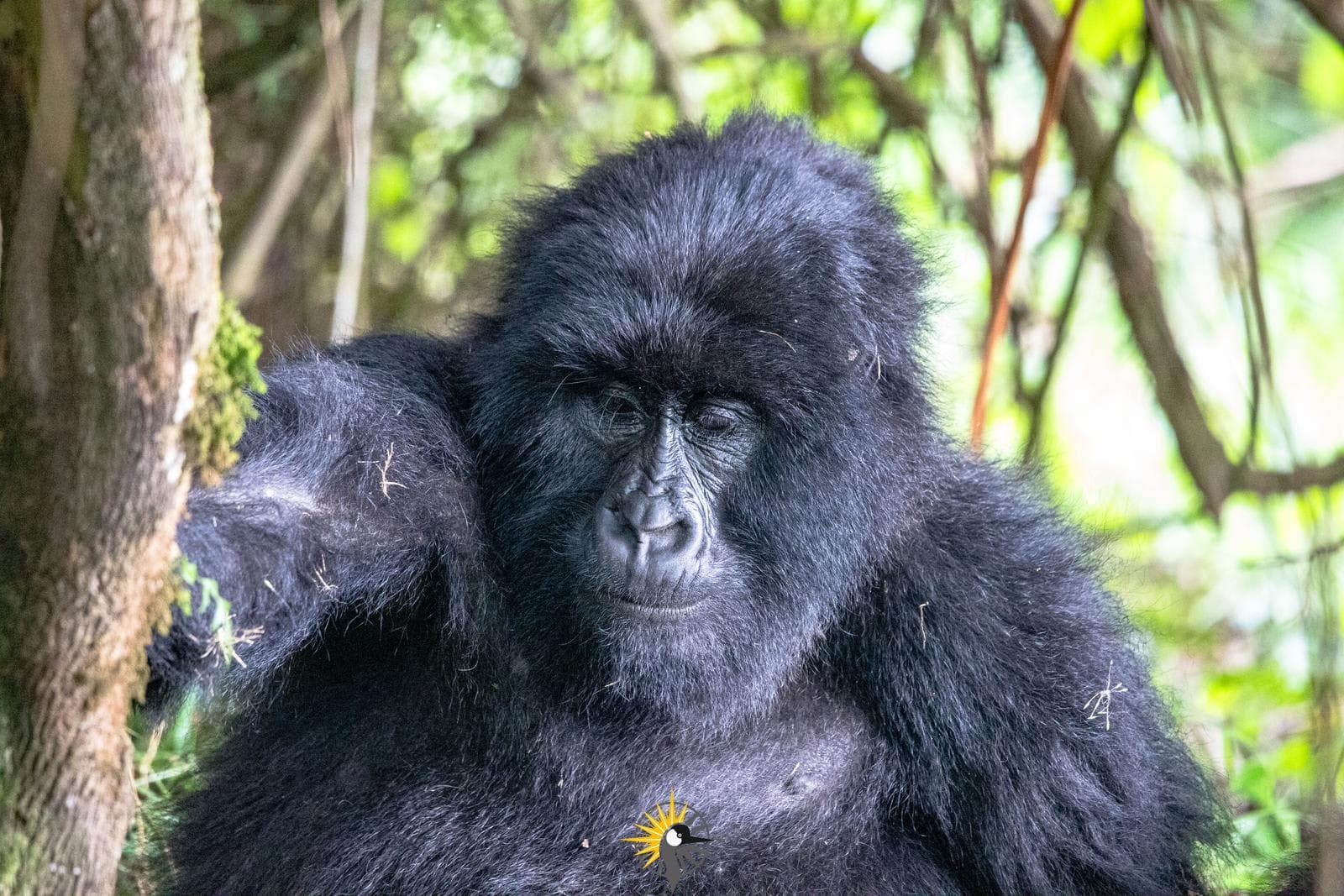 female mountain gorilla