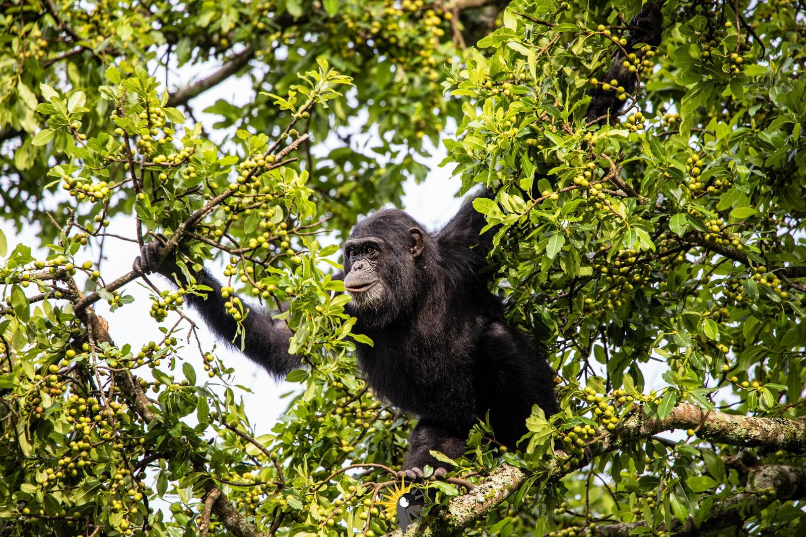 A chimpanzee feeding in a tree