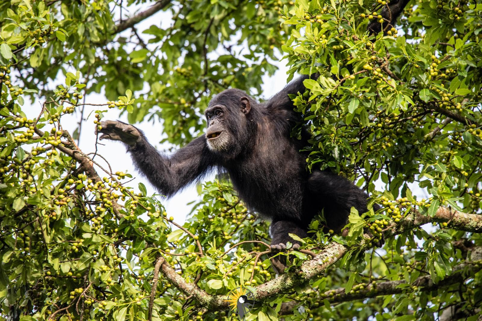 A young chimpanzee feeding up in a tree