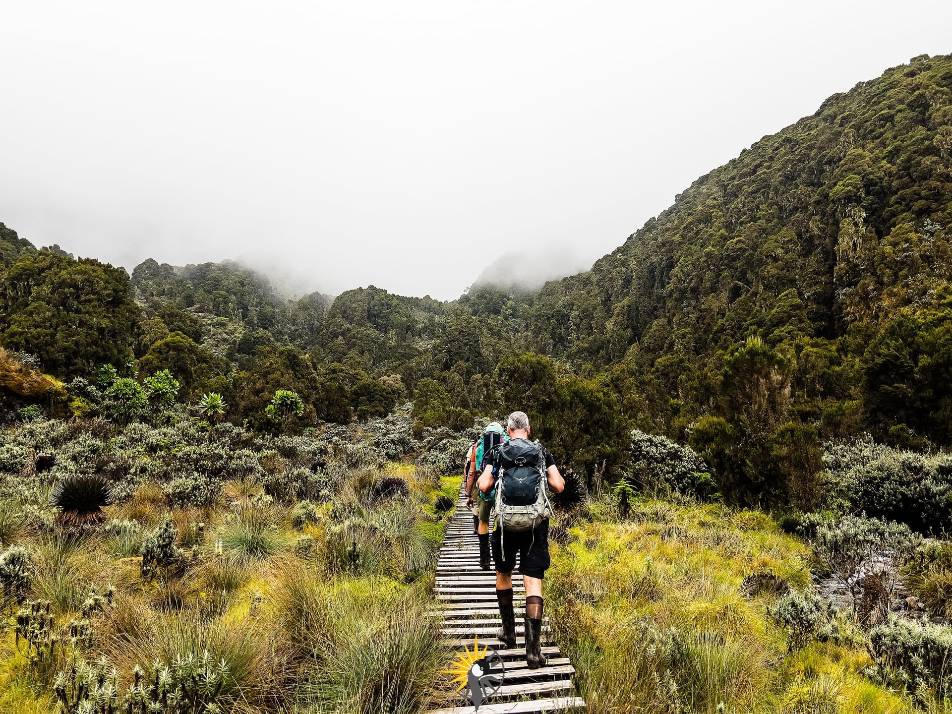 Clients hiking Mountain Rwenzori