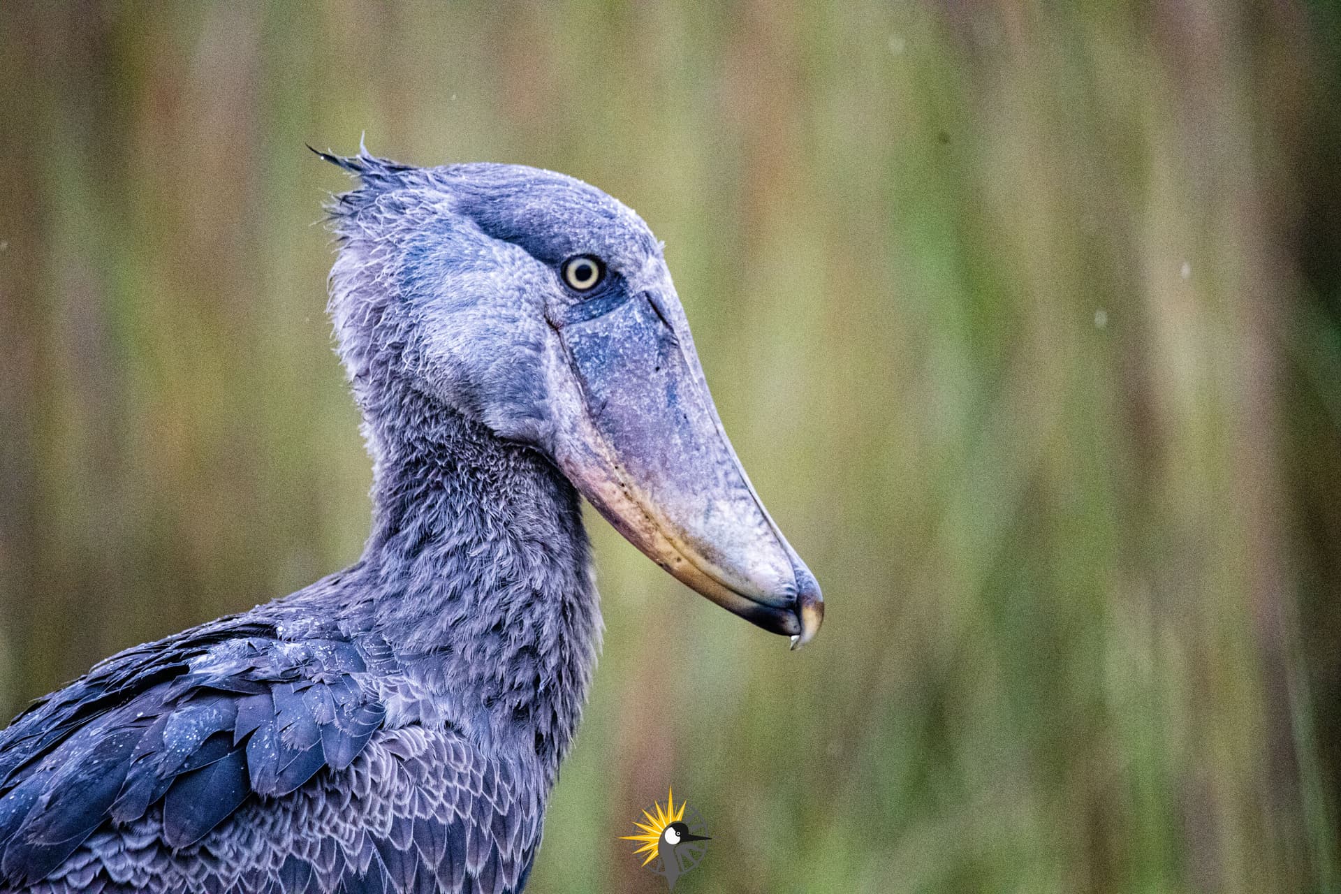 A shoebill stork