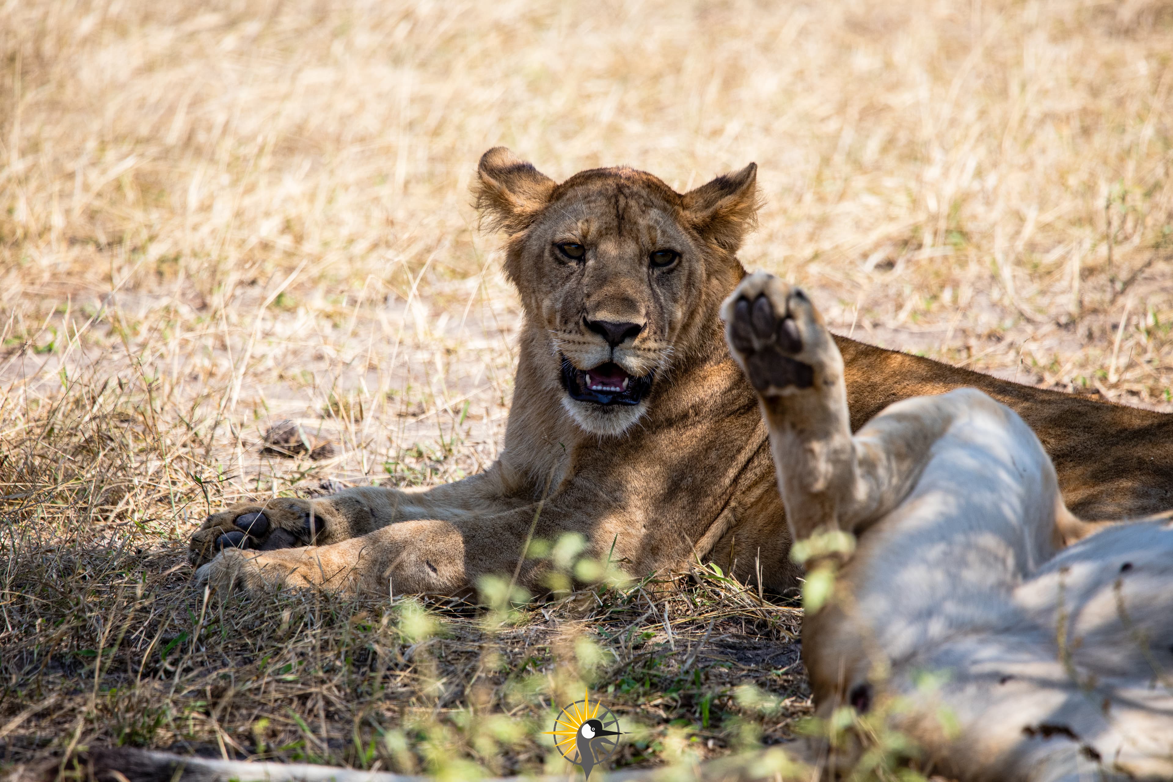 Lions in Tanzania