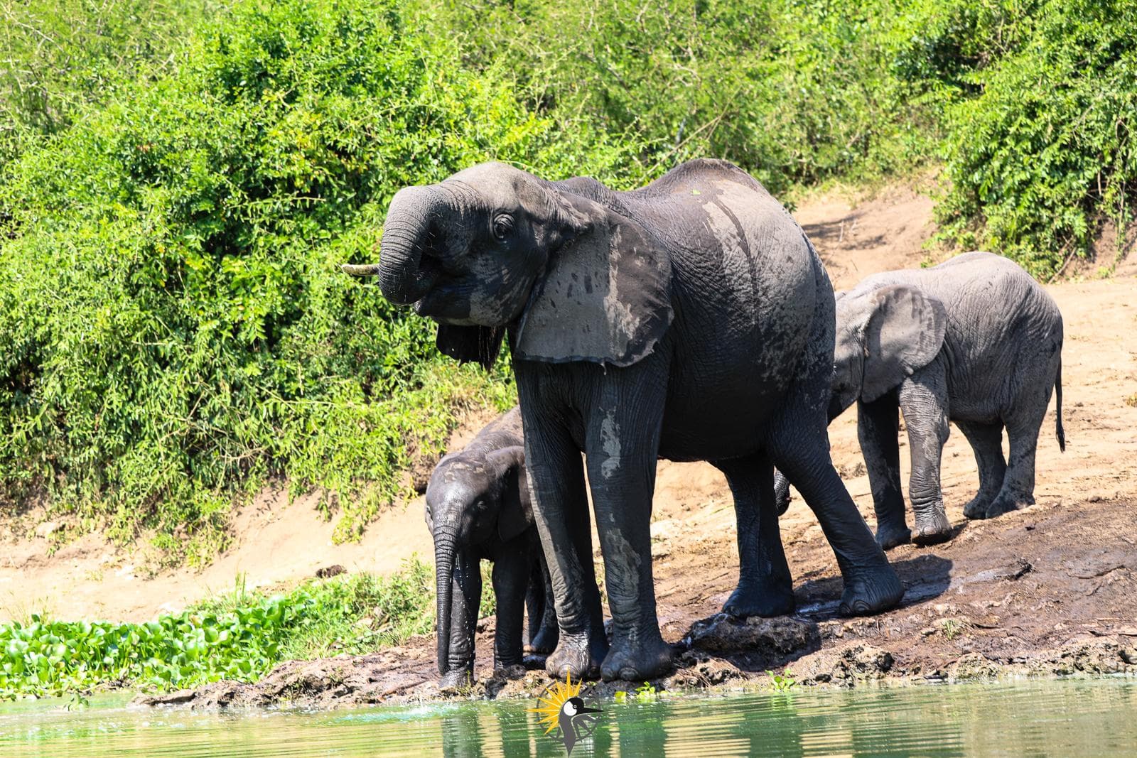 African elephants drinking on kazinga channel