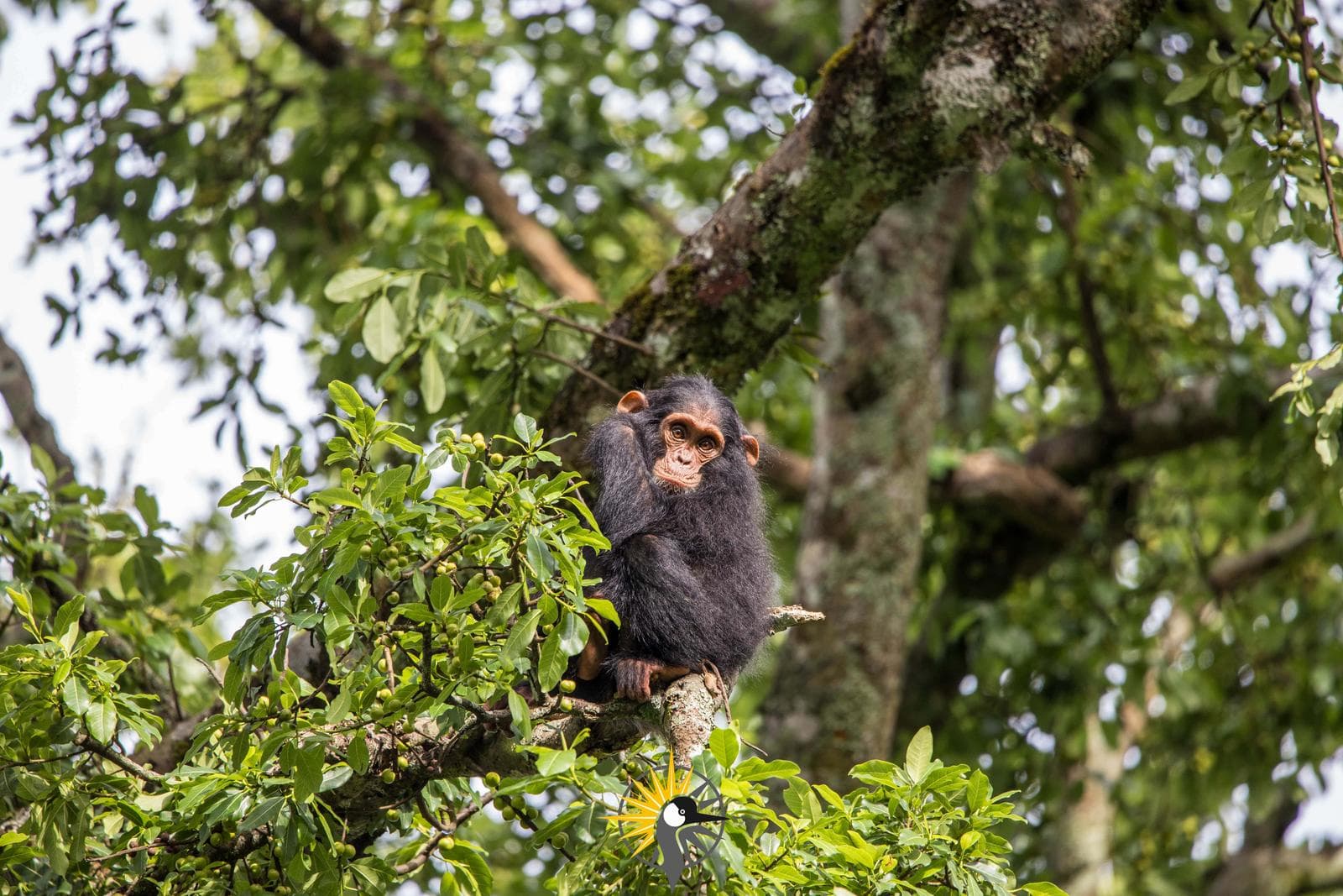 Chimpanzee in Kibale