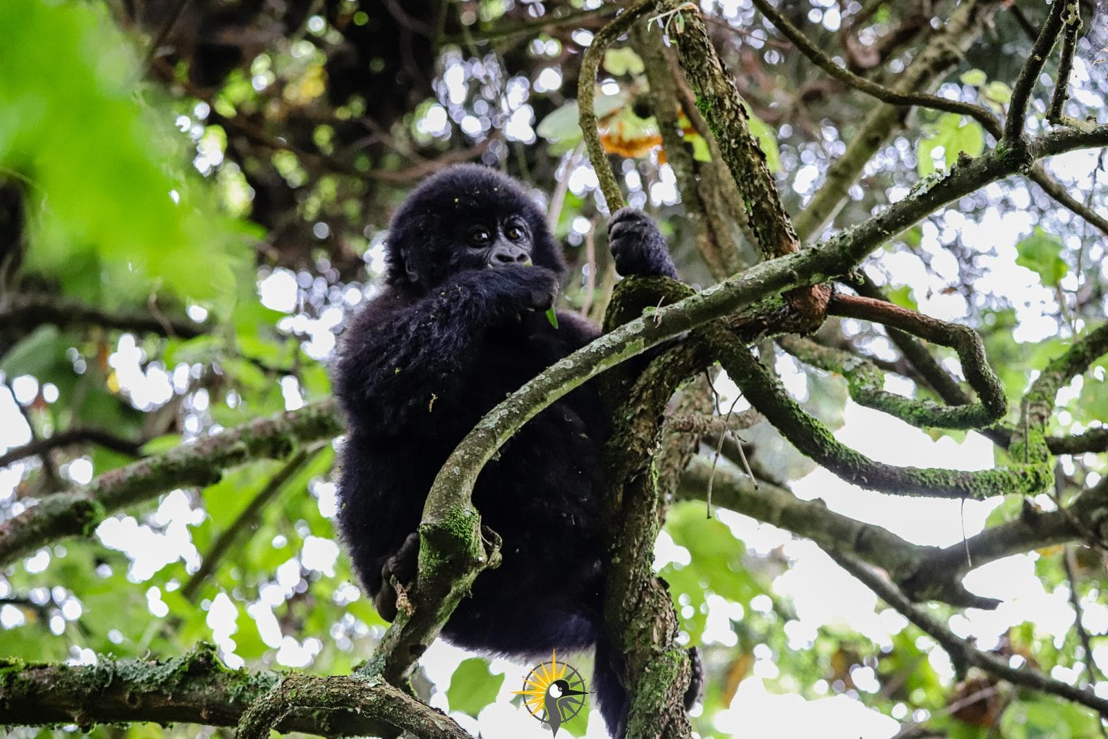 a young mountain gorilla in a tree