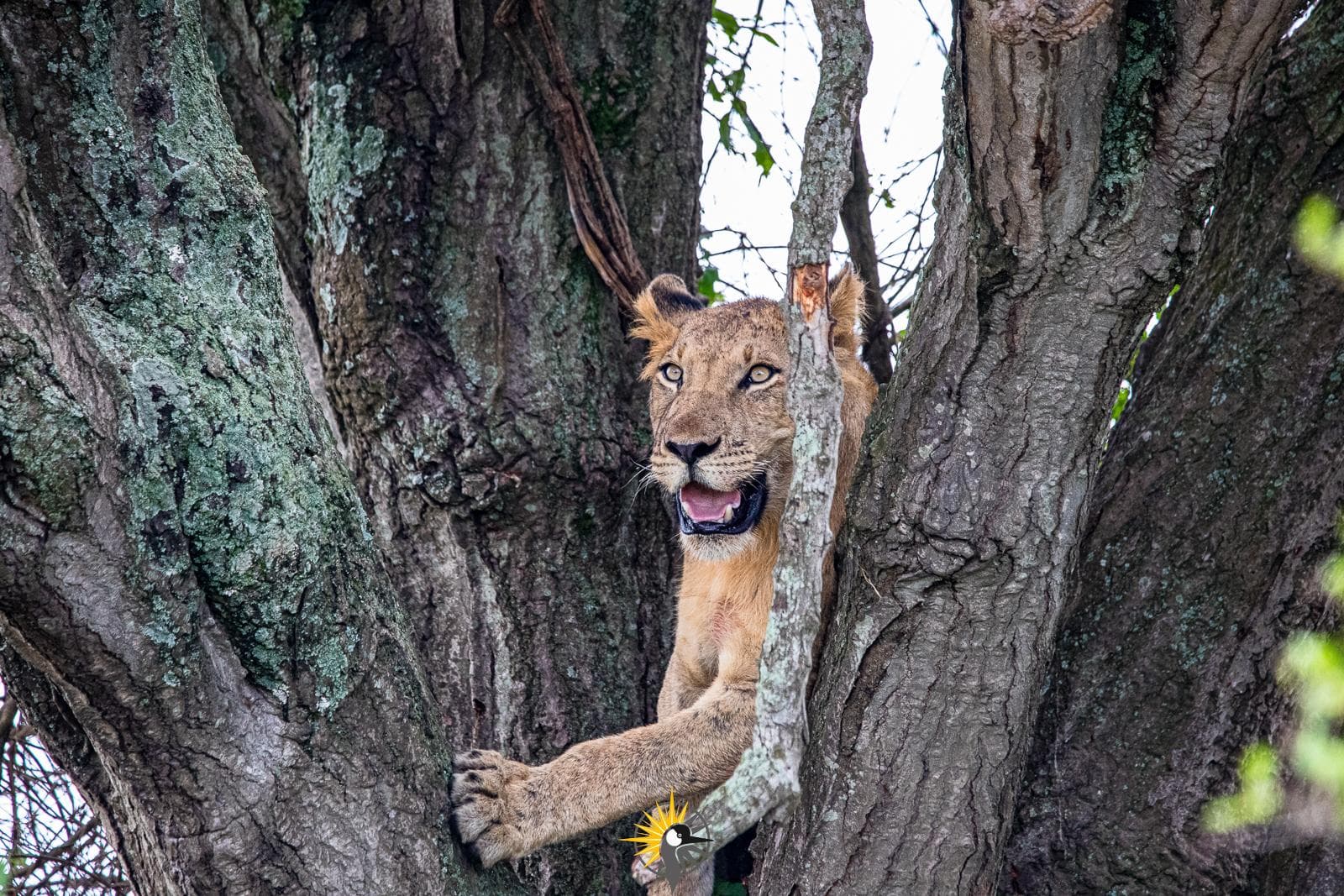 a lioness in a tree