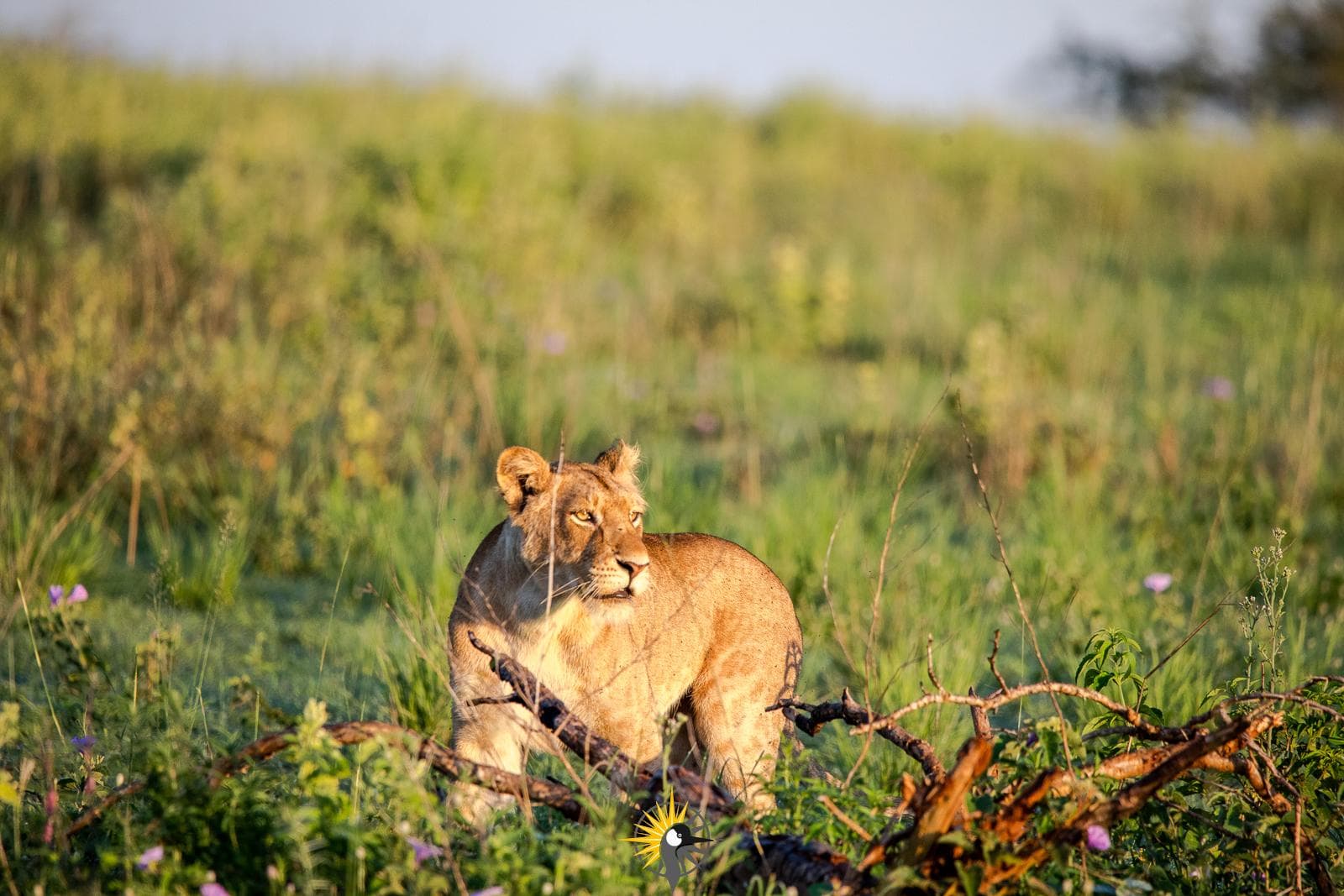The African lion