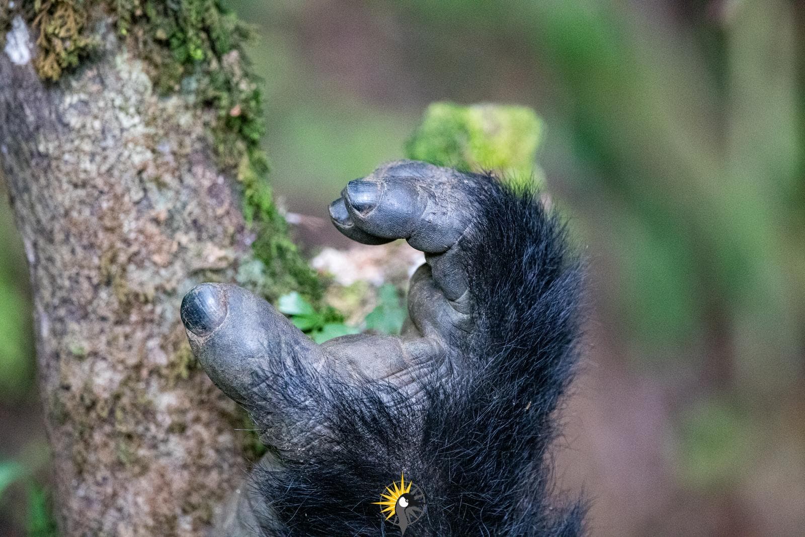 a hand of a mountain gorilla