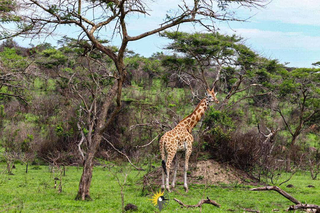 Giraffe in Lake Mburo National Park