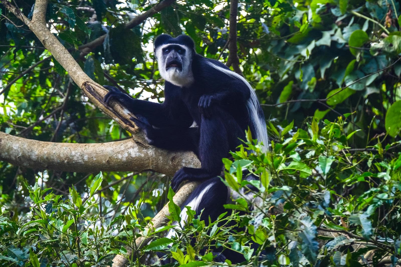 black and white colobus monkey