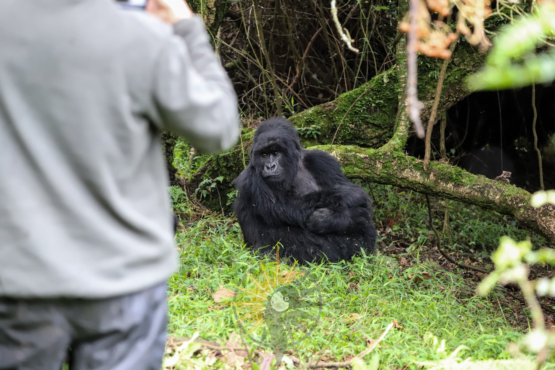 face to face with a mountain gorilla