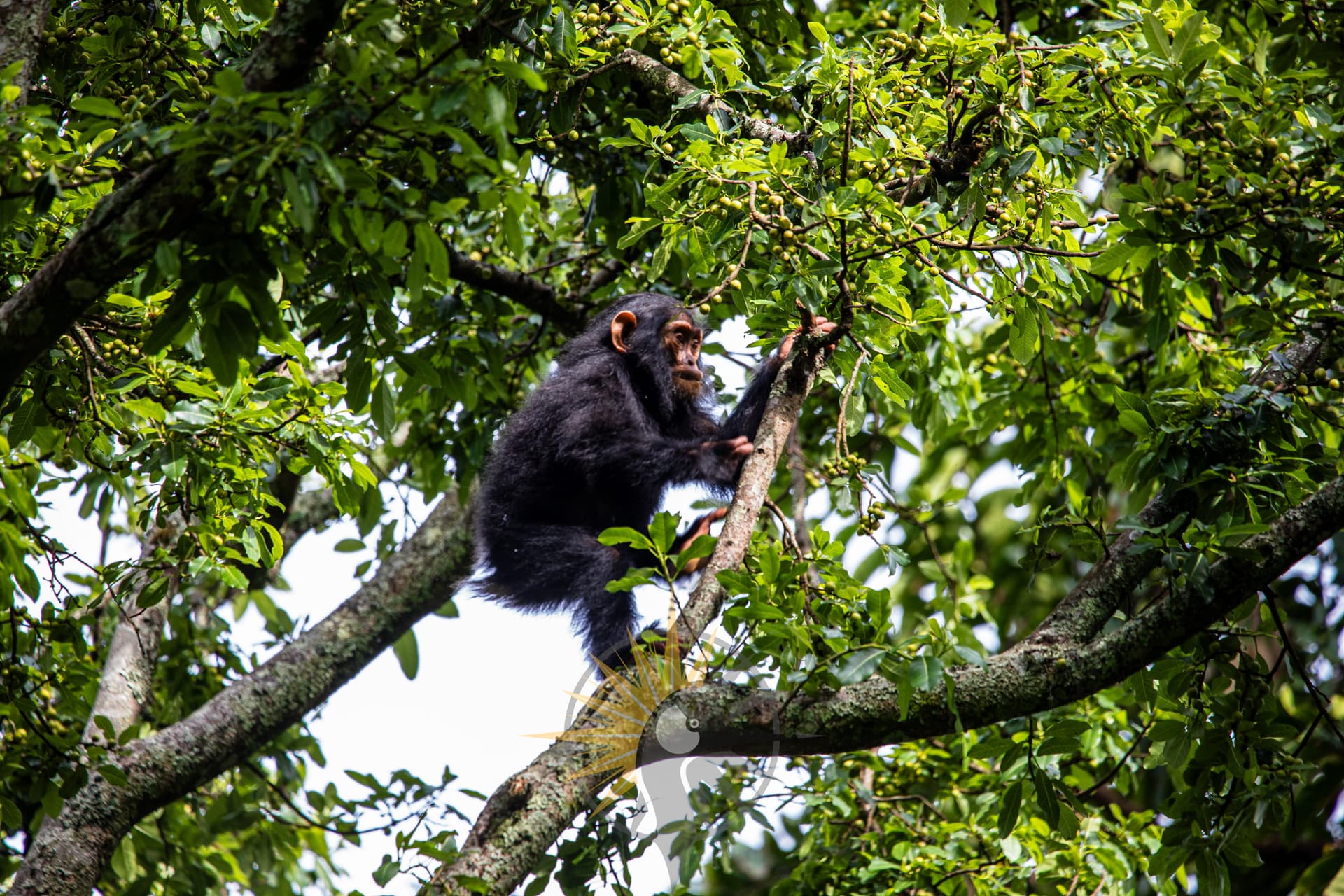 a chimpanzee climbing up in a canopy