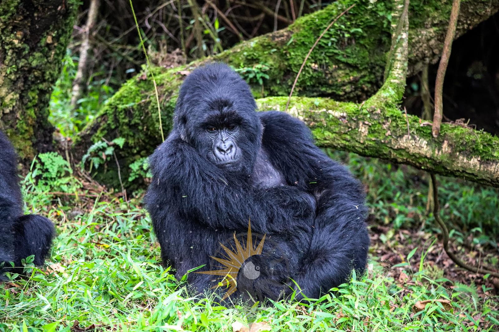 Silverback mountain gorilla