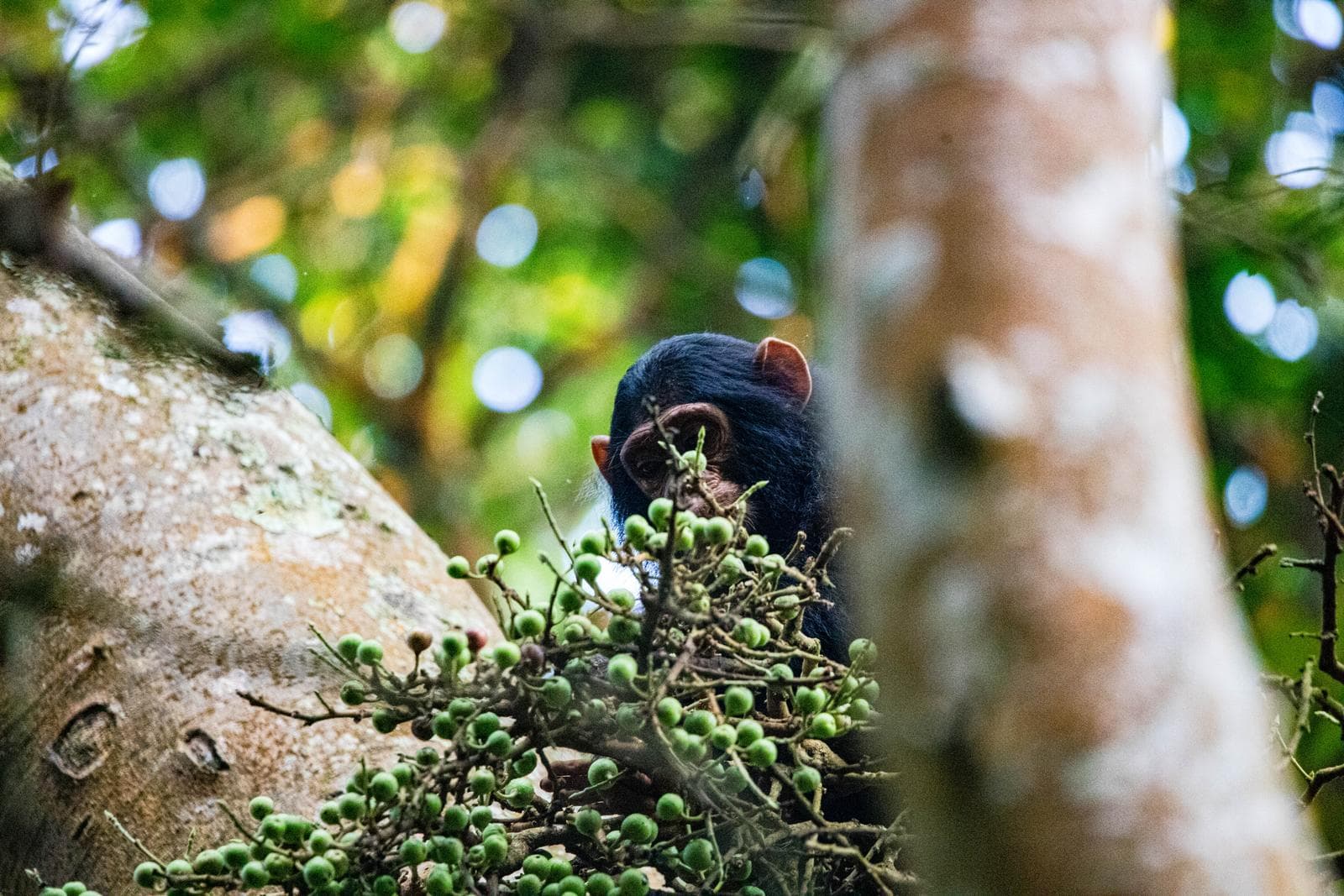 Chimpanzee in a tree
