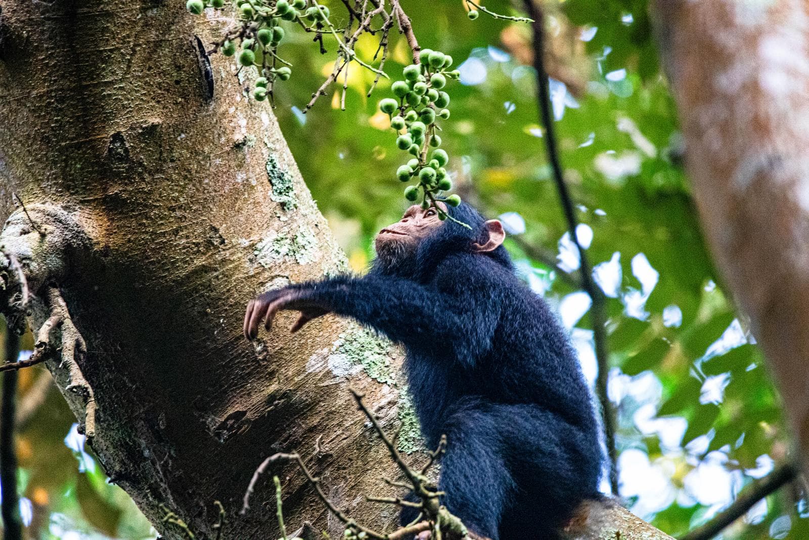 Chimpanzee picking fruits