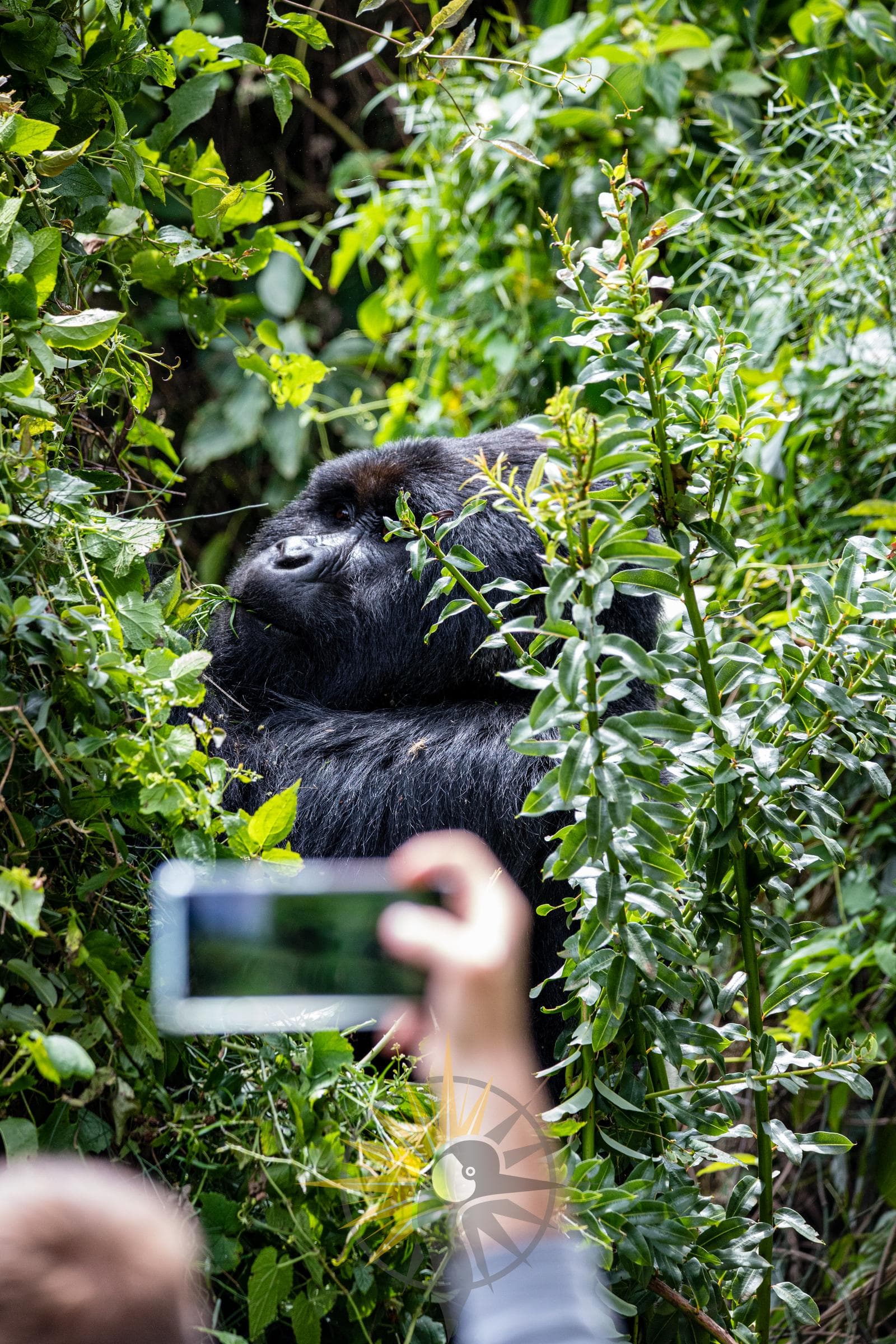 Silverback mountain gorilla in a thicket