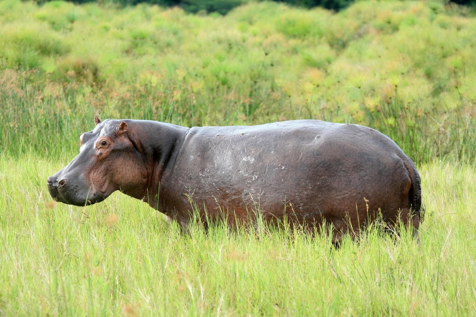 a hippopotamus