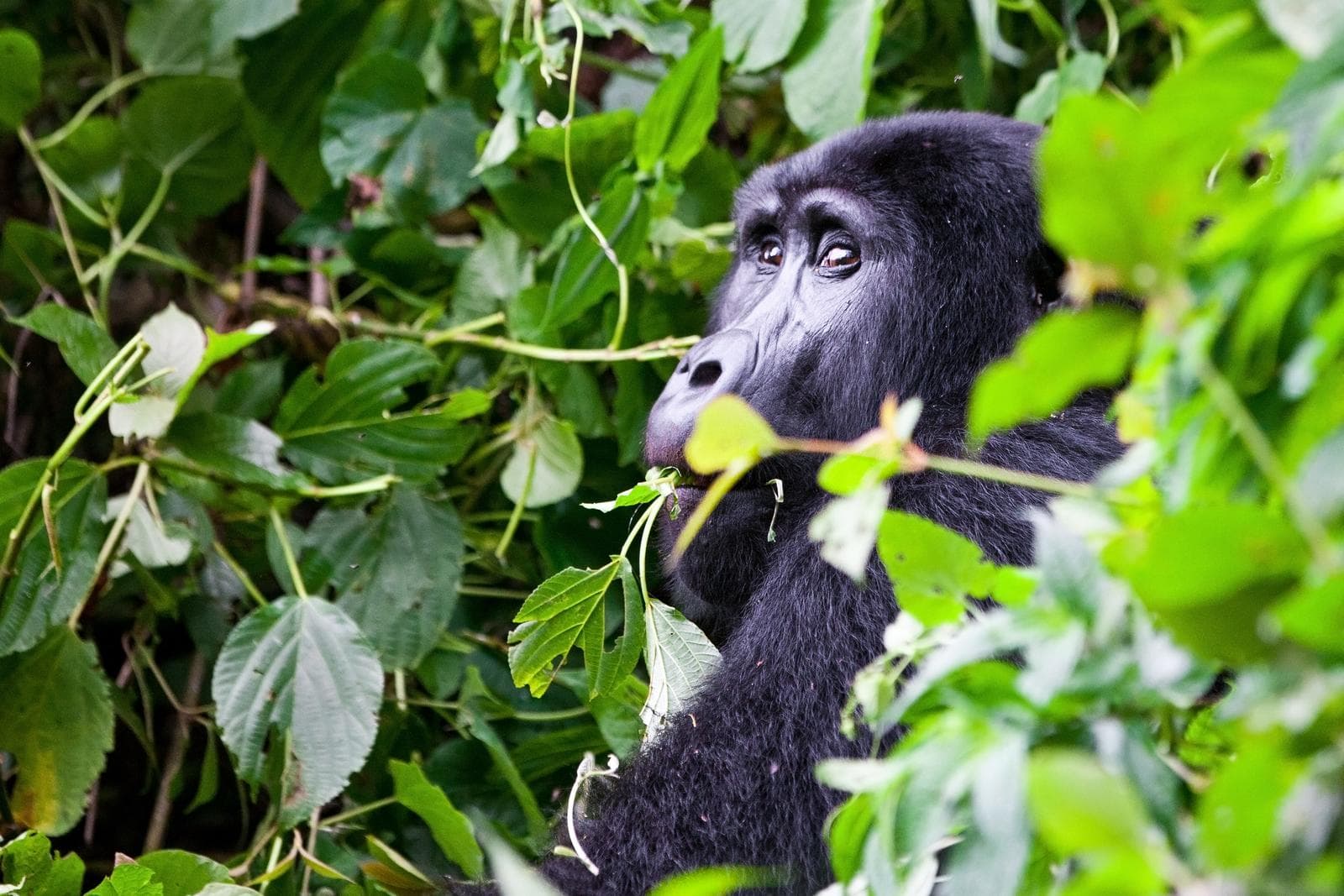 Mountain Gorilla in a thicket