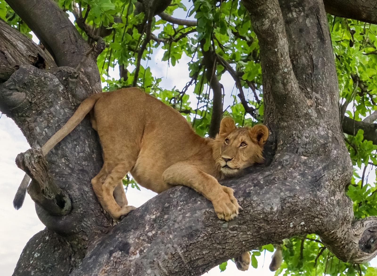 Climbing lion at ishasha sector , queen Elizabeth national park