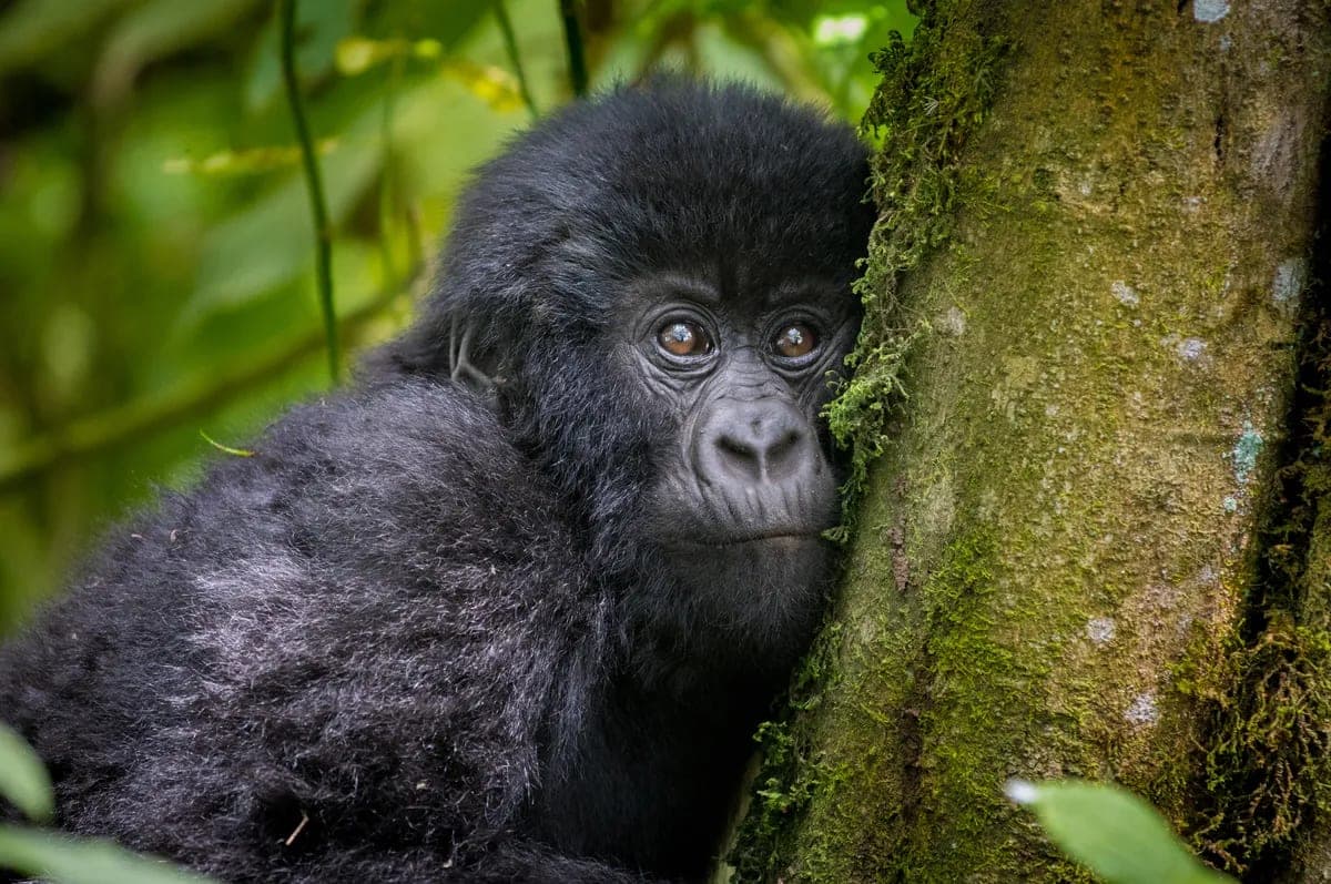 Mountain Gorilla